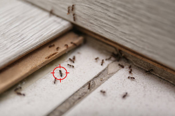 Pest Control for Restaurants in Sheldon, IL