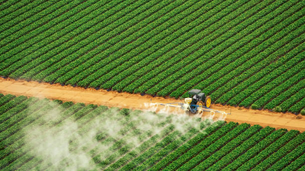 Best Local Pest Control Services  in Sheldon, IL