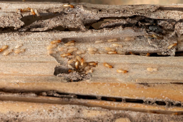 Best Ant Control Services  in Sheldon, IL