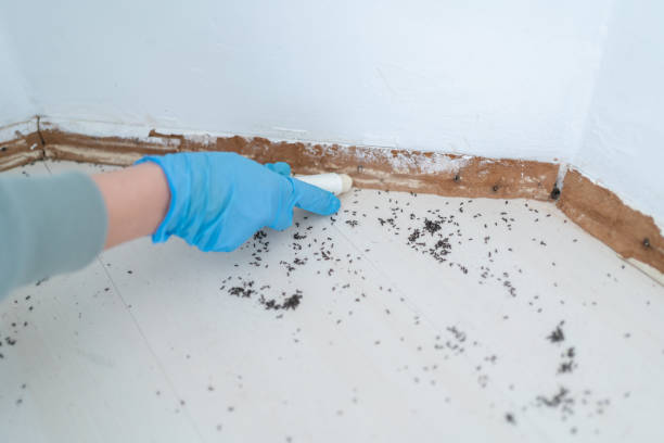 Best Bed Bug Extermination  in Sheldon, IL